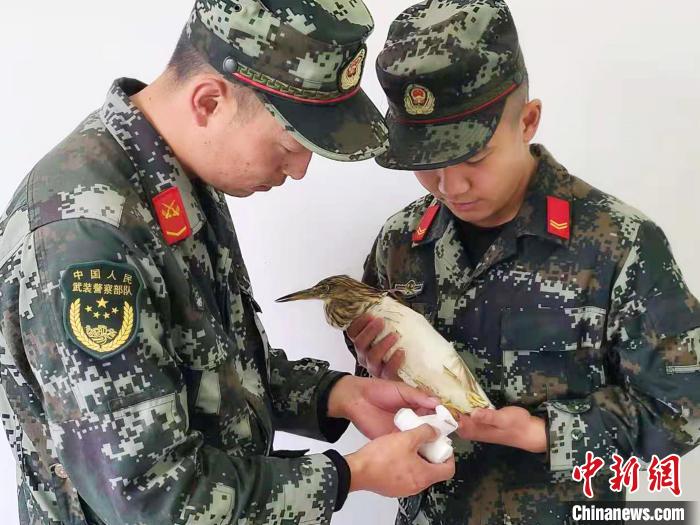圖為武警官兵正在為國家一級重點(diǎn)保護(hù)動物池鷺包扎。　柳澤田 攝
