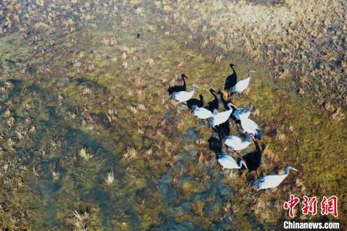 圖為黑頸鶴群在濕地中曬太陽(yáng)?！】姥?攝