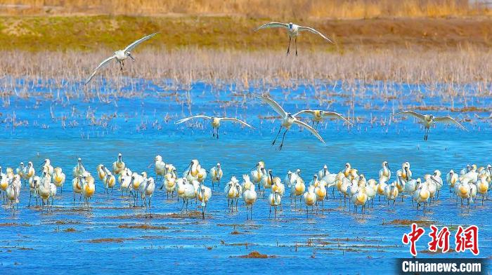 沿海濕地，鳥類天堂?！←}城市委宣傳部供圖