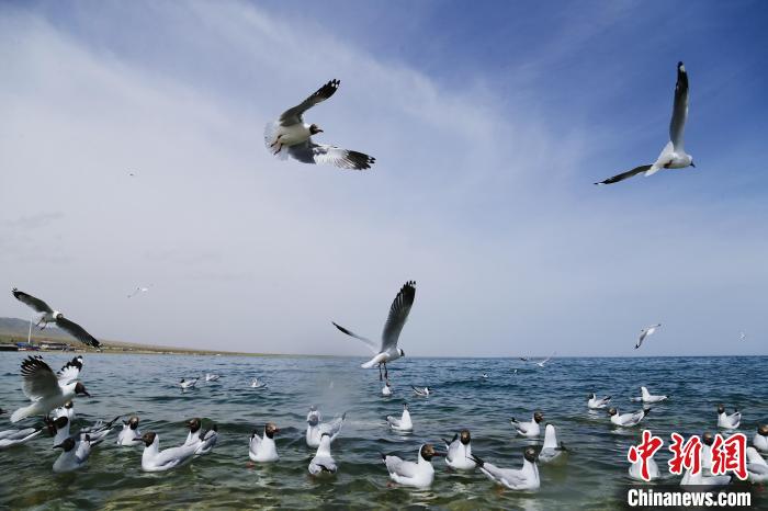 圖為水鳥在青海湖飛翔?！●R銘言 攝