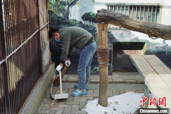 圖為雪豹“奶爸”史壽軍正在打掃豹館衛(wèi)生?！●R銘言 攝