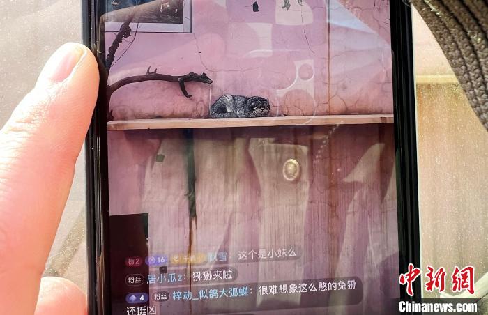 圖為雪豹“奶爸”史壽軍正在直播?！●R銘言 攝