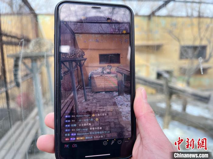 圖為雪豹“奶爸”史壽軍正在直播?！●R銘言 攝