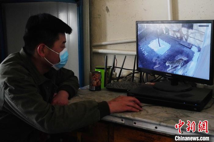 圖為雪豹“奶爸”史壽軍通過監(jiān)控察看雪豹情況?！●R銘言 攝