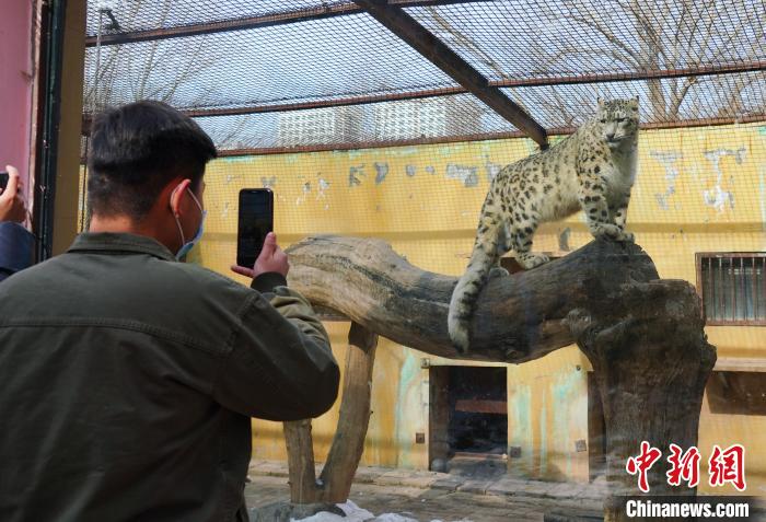 圖為雪豹“奶爸”史壽軍正在直播?！●R銘言 攝