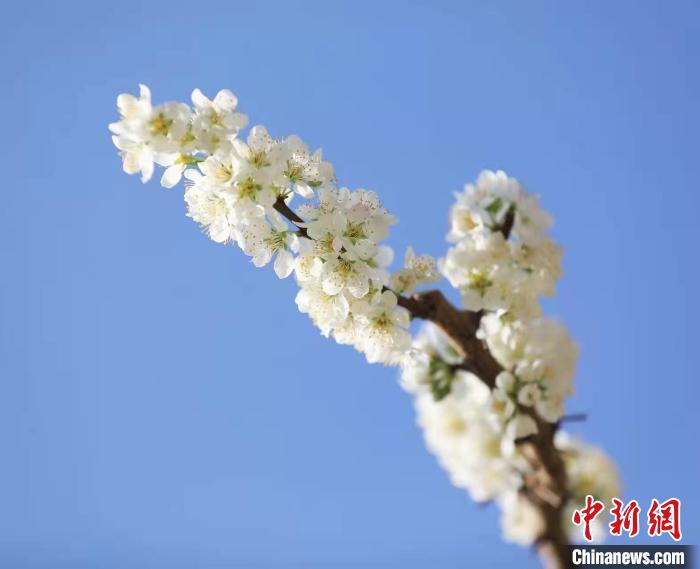 李花盛開?！『吻搴?攝