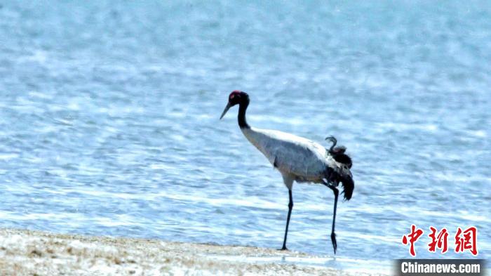 圖為黑頸鶴在青海湖畔散步?！《砣詹囟?攝