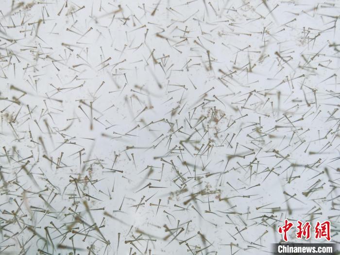 圖為魚苗。　張?zhí)砀?攝