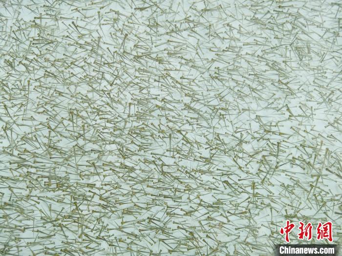 圖為密集培育的魚苗?！?zhí)砀?攝