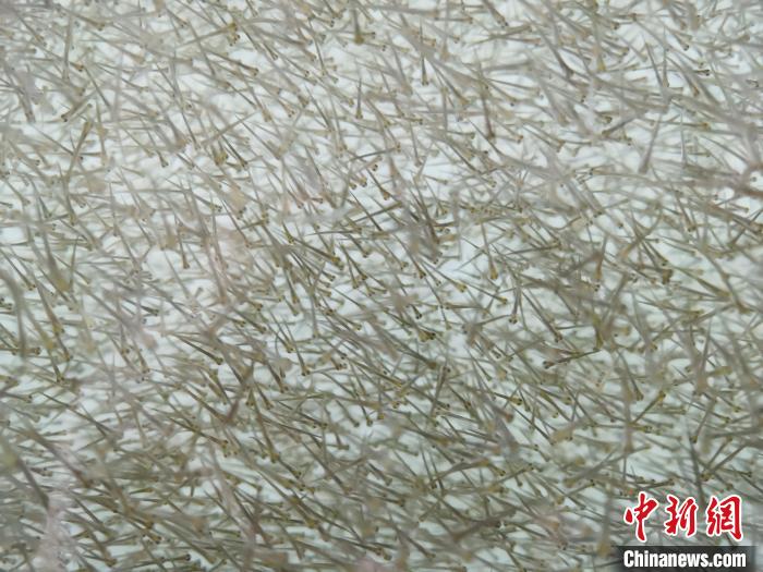 圖為密集分布的魚苗?！?zhí)砀?攝