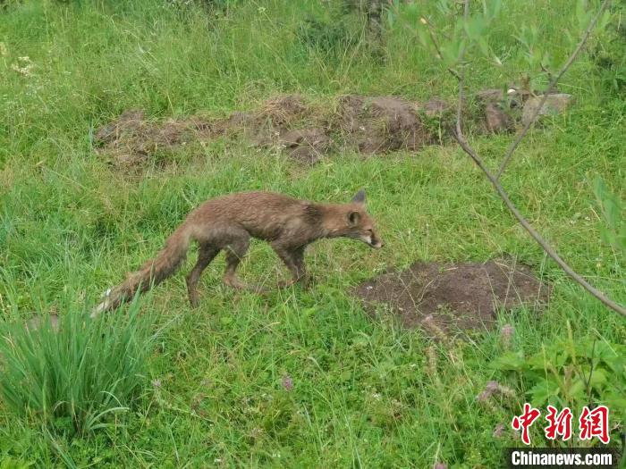 青?；ブ骄戎鷩叶壉Ｗo野生動物赤狐
