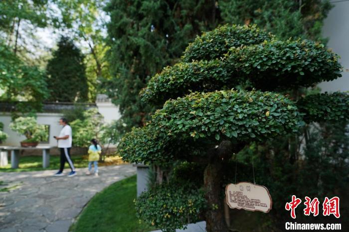 圖為在西寧園林植物園內(nèi)，造型奇特的盆景吸引市民?！●R銘言 攝