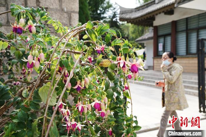 圖為市民在西寧園林植物園內(nèi)觀賞花卉?！●R銘言 攝