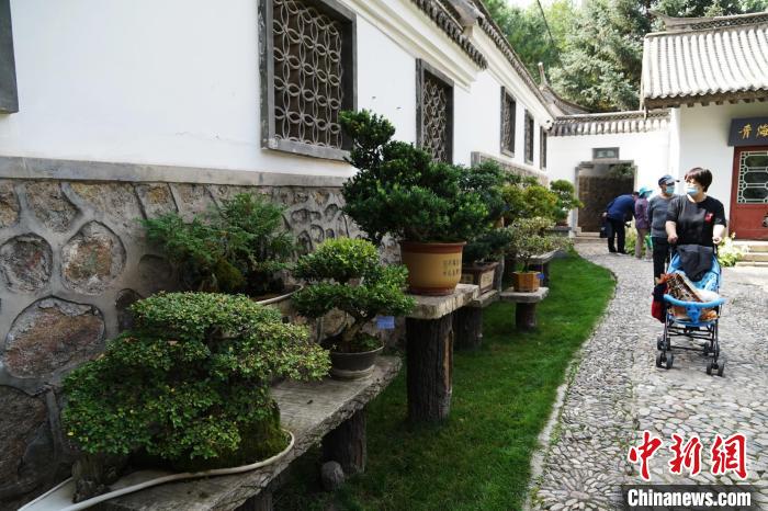 圖為市民在西寧園林植物園內(nèi)觀賞盆景?！●R銘言 攝