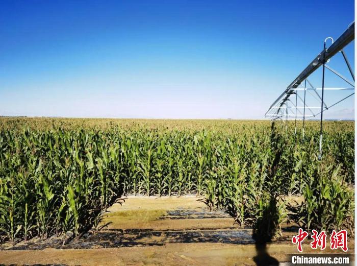 青?！凹Z改飼”項(xiàng)目收儲(chǔ)飼草44萬(wàn)余噸