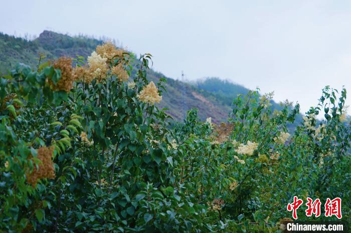 圖為西寧北山上的丁香樹?！●R銘言 攝