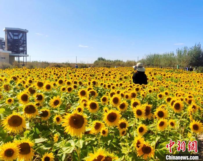 圖為格爾木境內(nèi)的向日葵花海?！「駹柲救诿襟w中心供圖