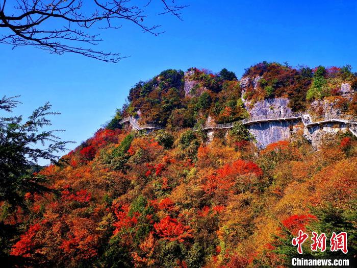 巴山大峽谷漫天紅葉?！埰?攝