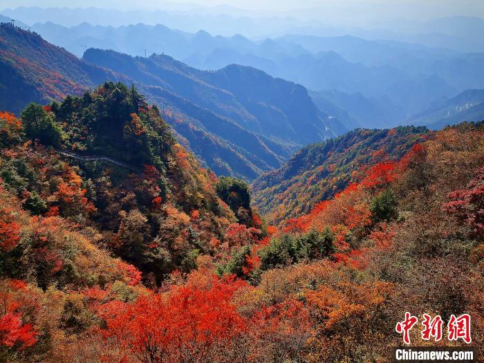 巴山大峽谷漫天紅葉。　張平 攝