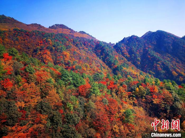 巴山大峽谷漫天紅葉?！埰?攝