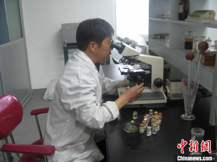 資料圖為研究團隊進行實驗室寄生蟲分類鑒定。　 青海省畜牧獸醫(yī)科學院供圖