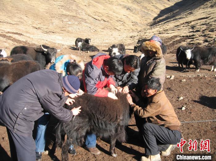 資料圖為研究團隊在青南高原地區(qū)開展了牦牛寄生蟲病流行病學和防治技術研究?！?青海省畜牧獸醫(yī)科學院供圖