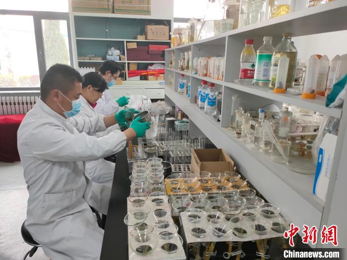 資料圖為研究團隊進行樣本檢查。　 青海省畜牧獸醫(yī)科學院供圖