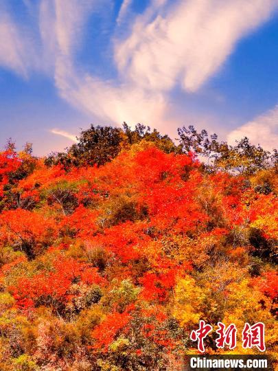 萬源深秋紅葉似火?！≈炱桨?　攝