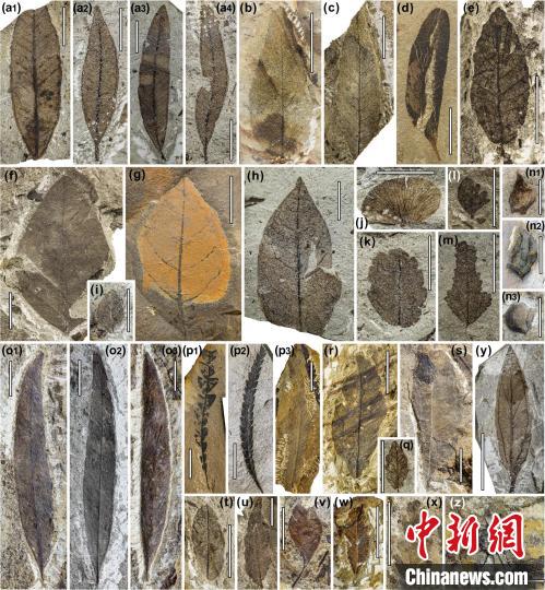 中始新世熱魯化石植物群(4500萬–4000萬年前)?！≈锌圃呵嗖馗咴?供圖