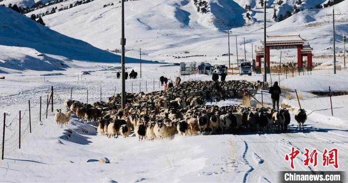 圖為村民在雪地上放牧。　都蘭縣融媒體中心供圖