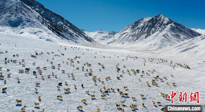 圖為羊群在雪地里覓食?！《继m縣融媒體中心供圖
