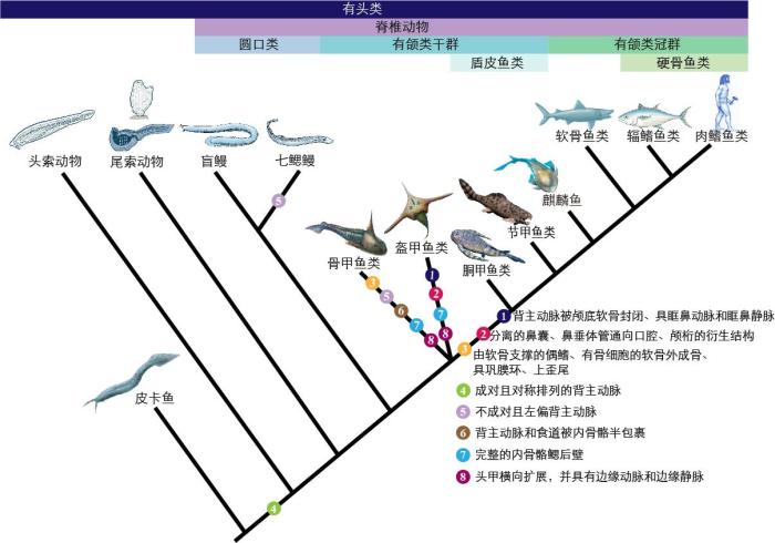一些關(guān)鍵特征在脊索動物中的演化。　孟馨媛 繪圖 攝