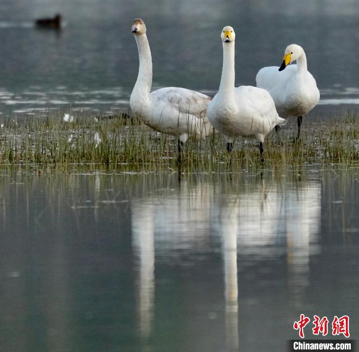 圖為三只大天鵝?！±钣穹?攝