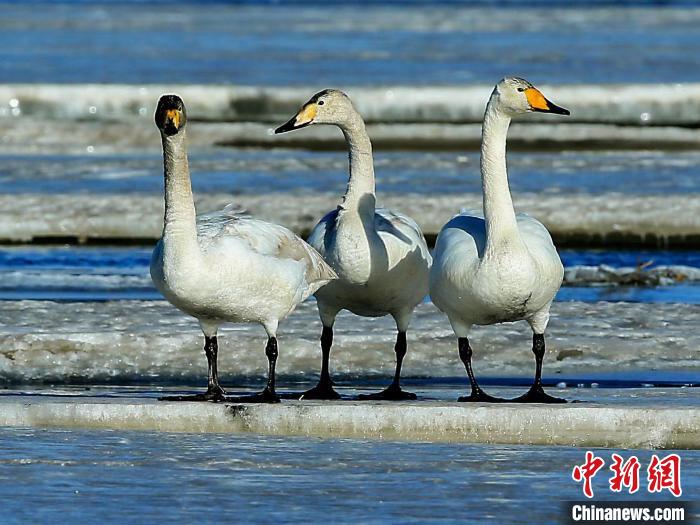 圖為三只天鵝在湖面上曬太陽?！『螁⒔?攝