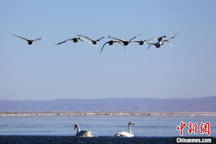 圖為大天鵝在青海湖上空飛翔?！●R怡睿 攝