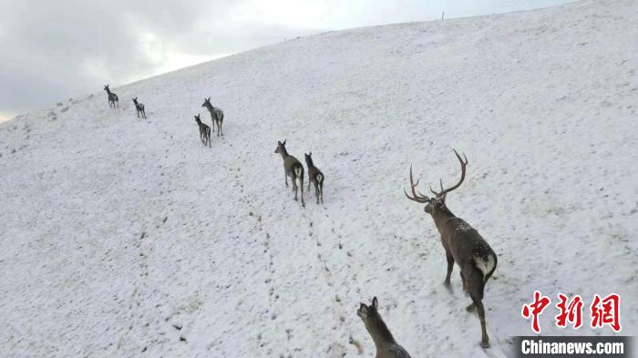 圖為馬鹿群在雪地里行走。　才仁 攝