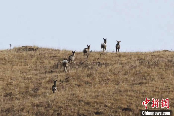 圖為狍鹿在山坡上漫步?！〔彭椖霞?攝