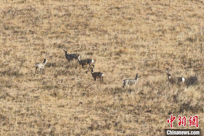 圖為狍鹿在山坡上覓食嬉戲?！〔彭椖霞?攝