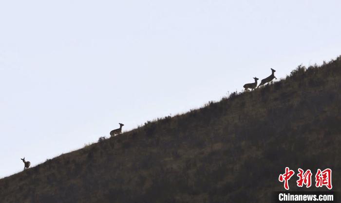 圖為狍鹿在山坡上漫步。　才項南加 攝