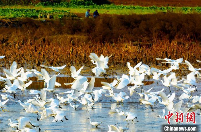 成都白鷺灣濕地公園?！“討?攝