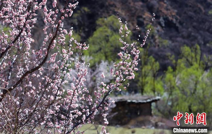 白玉縣河谷間盛開(kāi)的桃花?！“子袢诿?攝