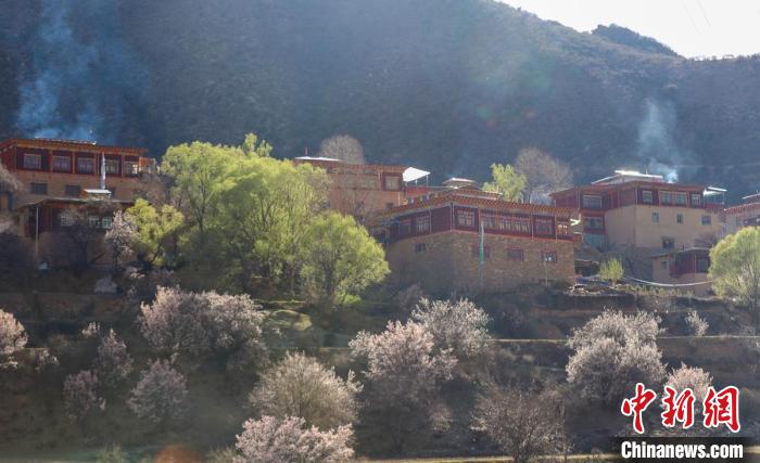 暖陽(yáng)下白玉縣河坡鎮(zhèn)正在盛開(kāi)的桃花與藏式民居。　白玉融媒 攝