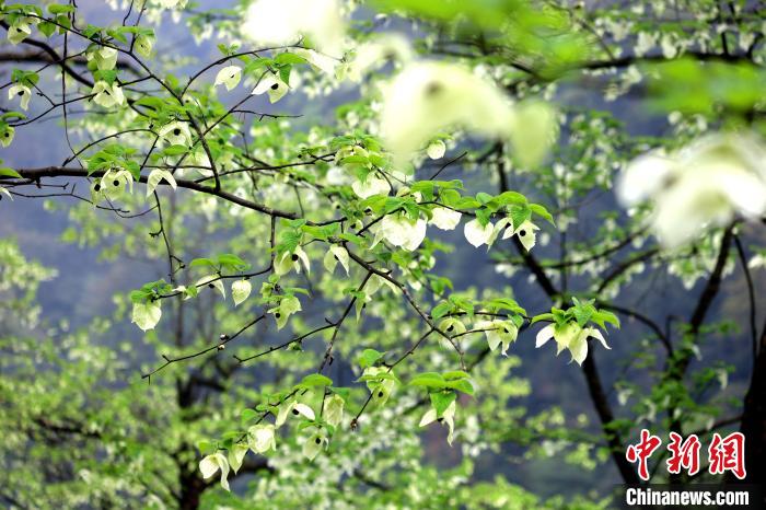 珙桐在春末夏初之際開花，花期較短?！螚?攝