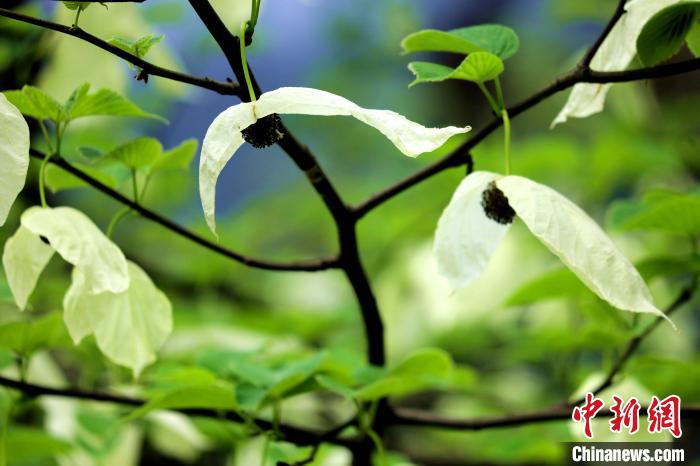 兩片潔白的花瓣隨風(fēng)搖曳就像飛翔的白鴿?！螚?攝