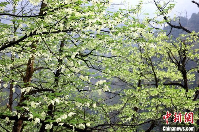 珙桐是1000萬年前新生代第三紀(jì)留下的孑遺植物，中國特有的樹種，是國家一級瀕危保護野生植物?！螚?攝