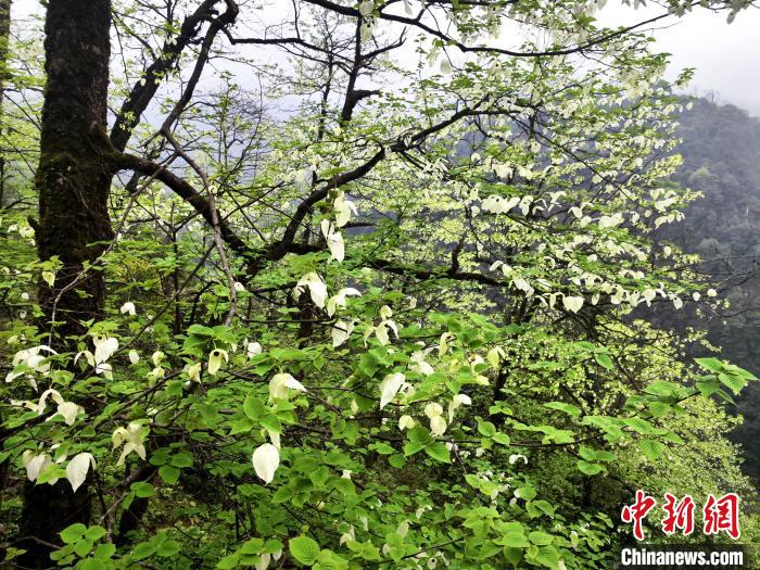 山谷兩側(cè)高大繁茂的珙桐樹?！螚?攝
