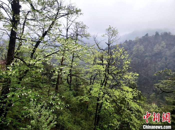 珙桐花朵潔白素雅，與青山雨霧融為一體?！螚?攝