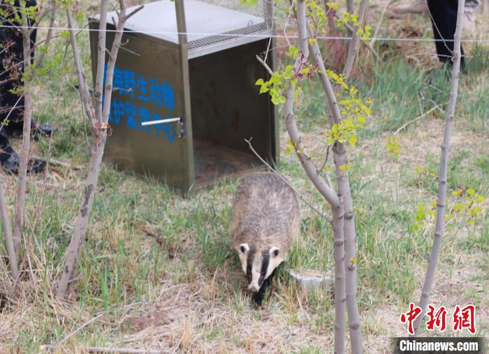 圖為西寧野生動物園救護(hù)的狗獾在西寧市放歸大自然?！●R銘言 攝