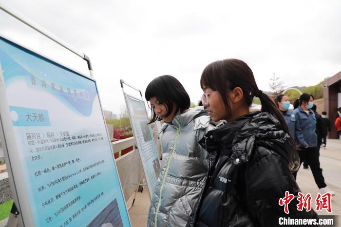 圖為學(xué)生通過展板了解青海常見鳥類?！●R銘言 攝