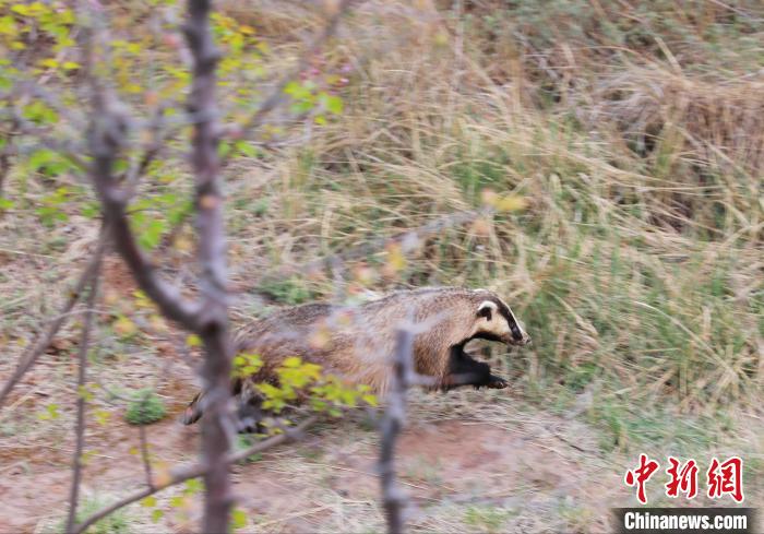 圖為西寧野生動物園救護(hù)的狗獾在西寧市放歸大自然?！●R銘言 攝
